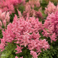 Astilbe Showstar® (graines enrobées)