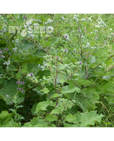 Bardane - Arctium lappa (plante sauvage)