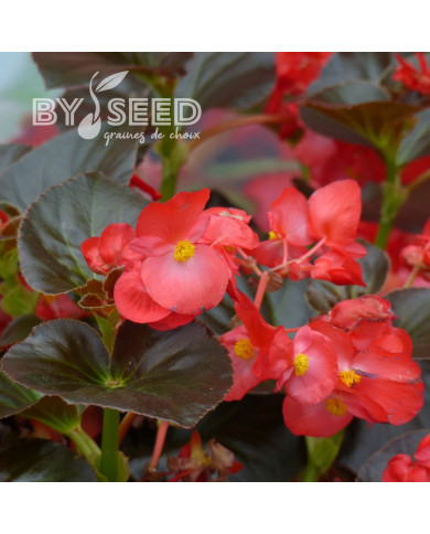 Bégonia Big® Red Bronze Leaf (graines enrobées)