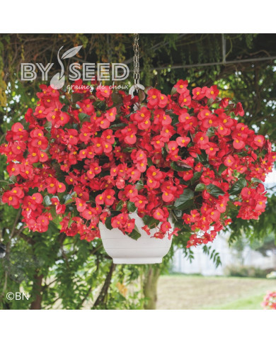 Bégonia Big® Red Bronze Leaf (graines enrobées)