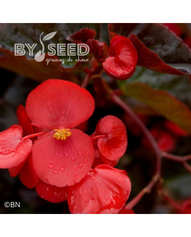 Bégonia Big® Red Bronze Leaf (graines enrobées)