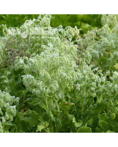 Bourrache officinale blanche