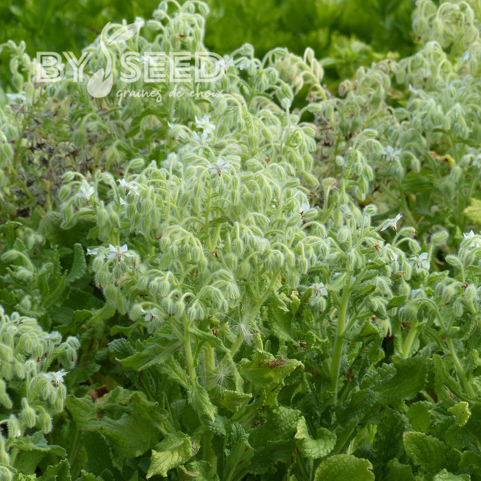 Bourrache officinale blanche