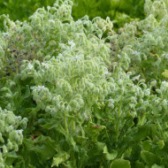 Bourrache officinale blanche