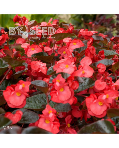Bégonia Big® Red Bronze Leaf (graines enrobées)
