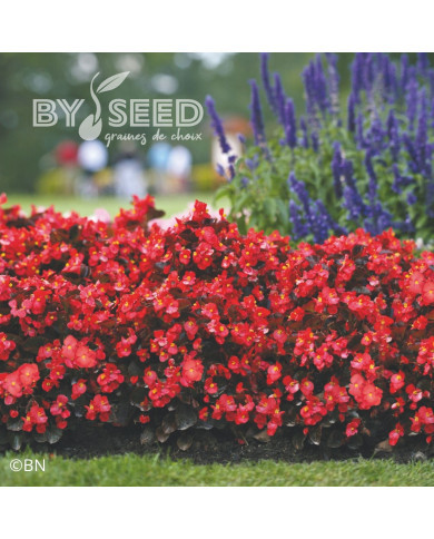 Bégonia Big® Red Bronze Leaf (graines enrobées)