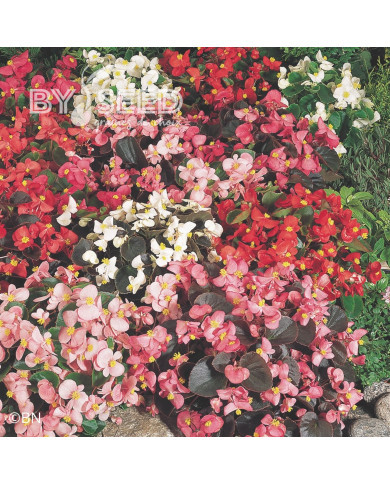Bégonia semperflorens Organdy Mix (graines enrobées)