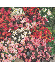 Bégonia semperflorens Super Olympia Mix (graines enrobées)