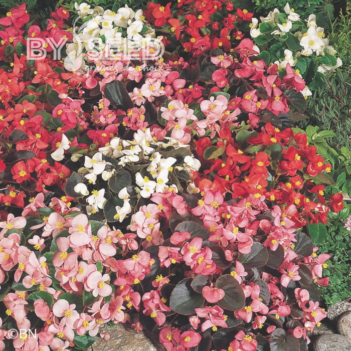 Bégonia semperflorens Organdy Mix (graines enrobées)