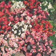 Bégonia semperflorens Organdy Mix (graines enrobées)
