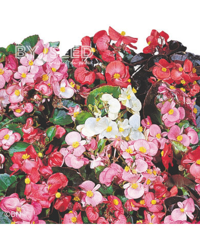 Bégonia semperflorens Organdy Mix (graines enrobées)