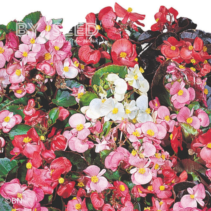 Bégonia semperflorens Organdy Mix (graines enrobées)