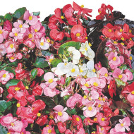 Bégonia semperflorens Organdy Mix (graines enrobées)