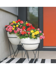 Bégonia tubéreux Non Stop Rose Picotee (graines enrobées)