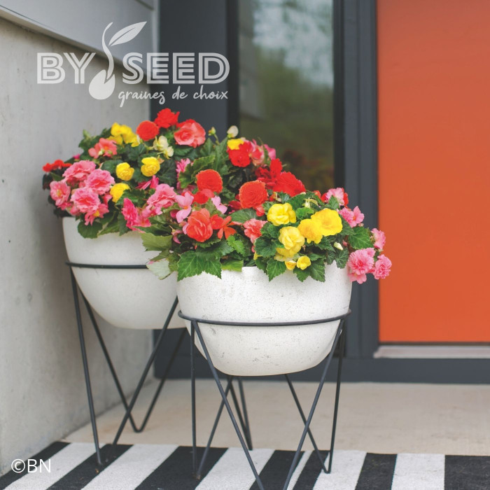 Bégonia tubéreux Non Stop Mix (graines enrobées)