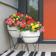 Bégonia tubéreux Non Stop Mix (graines enrobées)