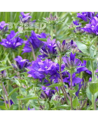 Campanule glomerata Superba