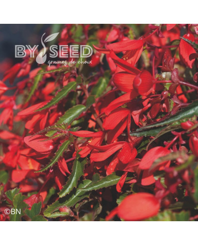 Bégonia de Bolivie Santa Cruz® (graines enrobées)