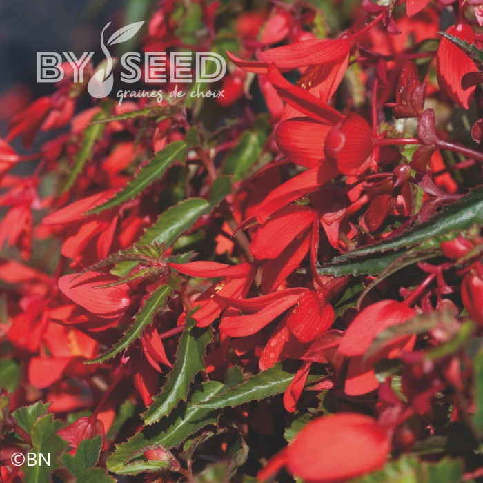 Bégonia de Bolivie Santa Cruz® (graines enrobées)