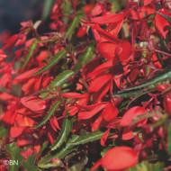 Bégonia de Bolivie Santa Cruz® (graines enrobées)