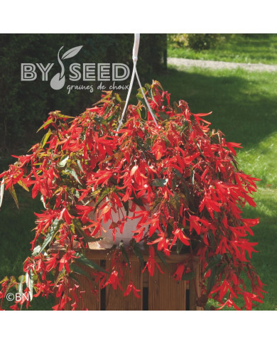 Bégonia de Bolivie Santa Cruz® (graines enrobées)