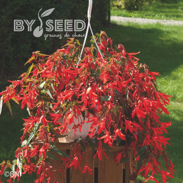 Bégonia de Bolivie Santa Cruz® (graines enrobées)