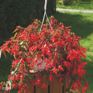 Bégonia de Bolivie Santa Cruz® (graines enrobées)