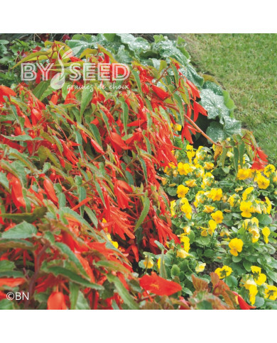 Bégonia de Bolivie Santa Cruz® (graines enrobées)