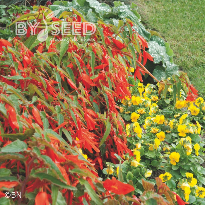 Bégonia de Bolivie Santa Cruz® (graines enrobées)