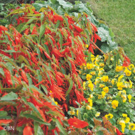 Bégonia de Bolivie Santa Cruz® (graines enrobées)