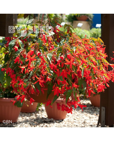 Bégonia de Bolivie Santa Cruz® (graines enrobées)