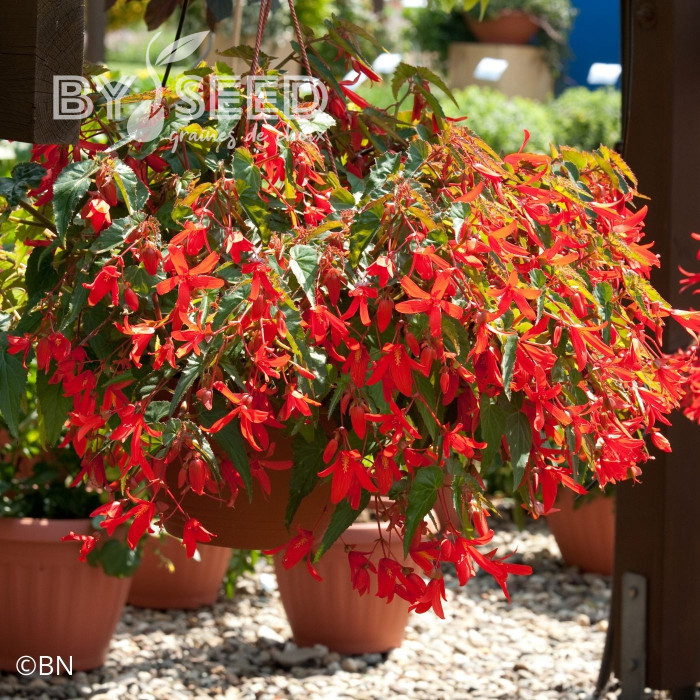 Bégonia de Bolivie Santa Cruz® (graines enrobées)