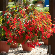 Bégonia de Bolivie Santa Cruz® (graines enrobées)