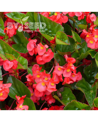 Bégonia Dragon Wing Rouge (graines enrobées)
