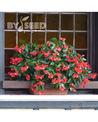 Bégonia Dragon Wing Rouge (graines enrobées)