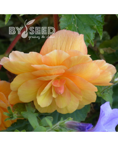 Bégonia retombant Illumination® Apricot Shades (graines enrobées)