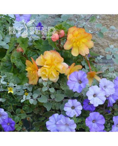 Bégonia retombant Illumination® Apricot Shades (graines enrobées)
