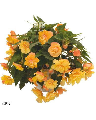 Bégonia retombant Illumination® Apricot Shades (graines enrobées)