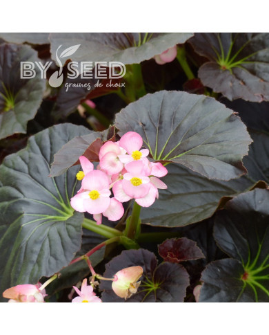 Bégonia Stonehedge Light Pink Bronze Leaf (graines enrobées)