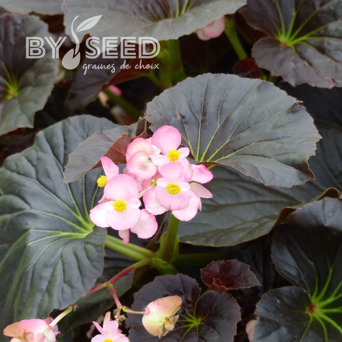 Bégonia Stonehedge Light Pink Bronze Leaf (graines enrobées)