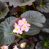 Bégonia Stonehedge Light Pink Bronze Leaf (graines enrobées)