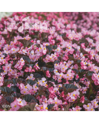 Bégonia Stonehedge Light Pink Bronze Leaf (graines enrobées)