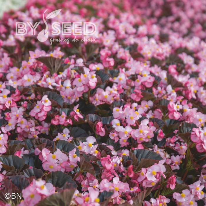 Bégonia Stonehedge Light Pink Bronze Leaf (graines enrobées)