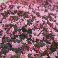 Bégonia Stonehedge Light Pink Bronze Leaf (graines enrobées)