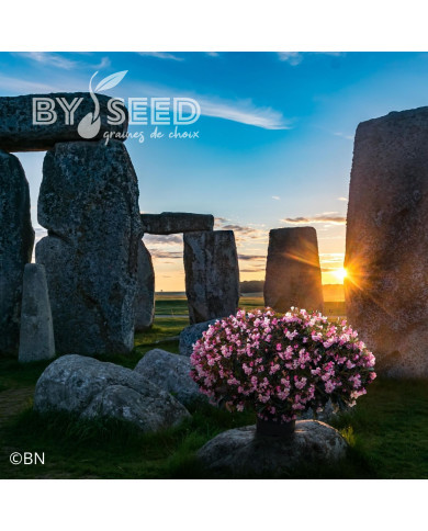 Bégonia Stonehedge Light Pink Bronze Leaf (graines enrobées)
