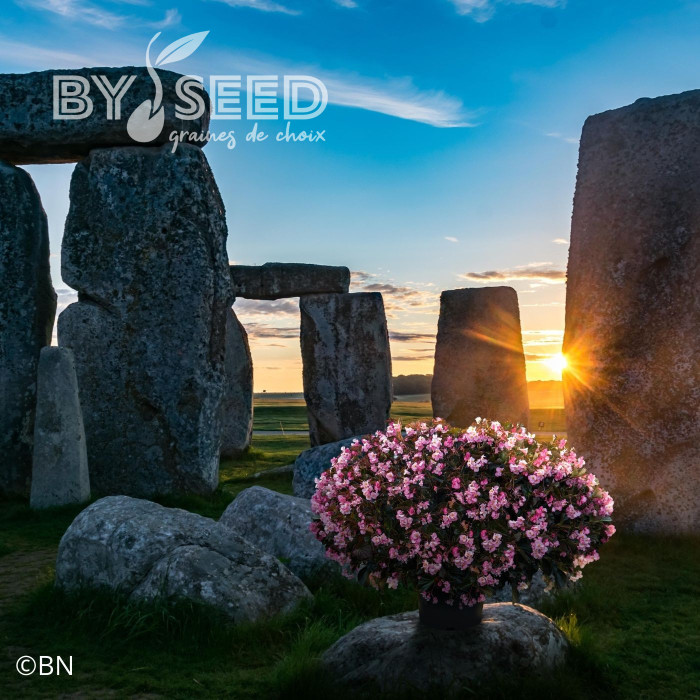 Bégonia Stonehedge Light Pink Bronze Leaf (graines enrobées)
