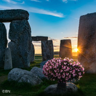 Bégonia Stonehedge Light Pink Bronze Leaf (graines enrobées)