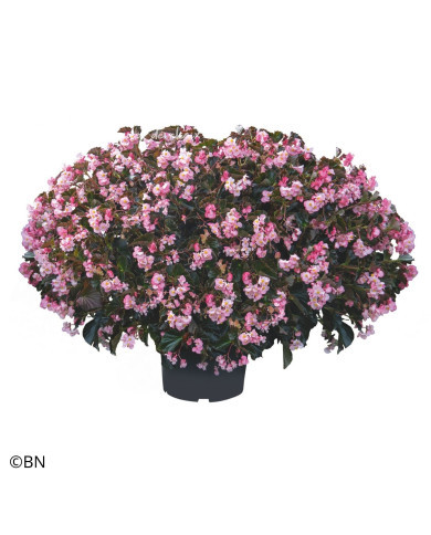 Bégonia Stonehedge Light Pink Bronze Leaf (graines enrobées)
