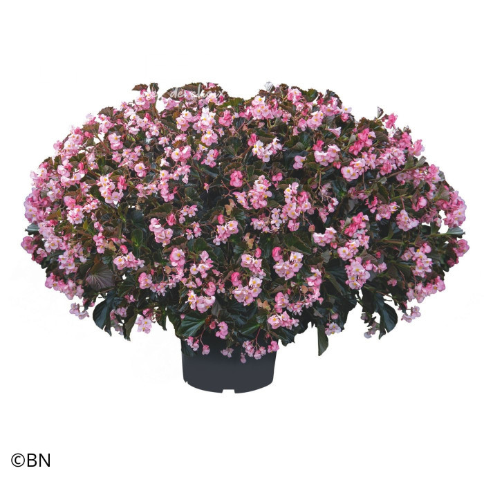 Bégonia Stonehedge Light Pink Bronze Leaf (graines enrobées)