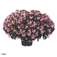 Bégonia Stonehedge Light Pink Bronze Leaf (graines enrobées)